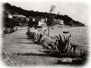 1930 Agaven, Heute sind sie leider in der ganzen Makarska Rivjera Asugestorben